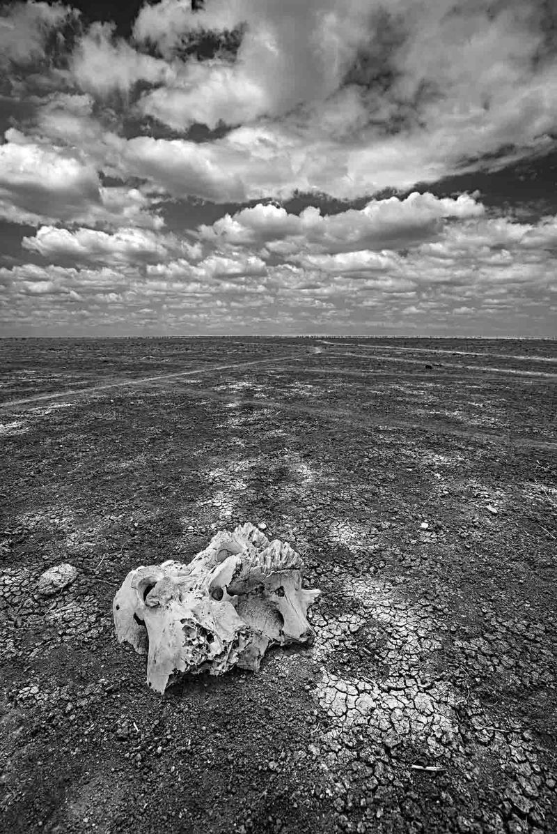 Skull on the Dry Lake